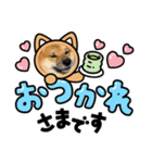柴犬ハクト3（個別スタンプ：5）