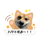 柴犬ハクト3（個別スタンプ：8）
