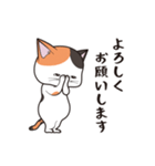にゃんちょこりん(三毛猫)（個別スタンプ：25）
