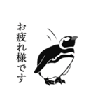 ペンギンいっぱい（個別スタンプ：1）