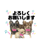 ピノパルラテスタンプ（個別スタンプ：2）