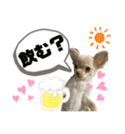 ピノパルラテスタンプ（個別スタンプ：7）