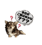ピノパルラテスタンプ（個別スタンプ：22）