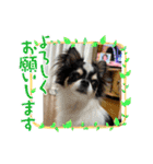 牛柄チワワクッキー（個別スタンプ：2）