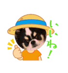 牛柄チワワクッキー（個別スタンプ：5）