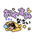 牛柄チワワクッキー（個別スタンプ：6）