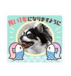 牛柄チワワクッキー（個別スタンプ：8）