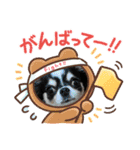牛柄チワワクッキー（個別スタンプ：9）