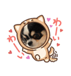 牛柄チワワクッキー（個別スタンプ：11）