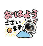 牛柄チワワクッキー（個別スタンプ：16）