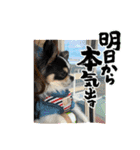 牛柄チワワクッキー（個別スタンプ：20）