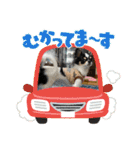 牛柄チワワクッキー（個別スタンプ：21）