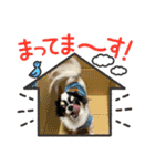 牛柄チワワクッキー（個別スタンプ：22）
