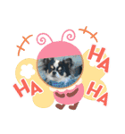 牛柄チワワクッキー（個別スタンプ：24）
