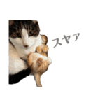 ねこだらけ ねこねこねっこ（個別スタンプ：1）