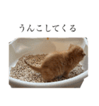ねこだらけ ねこねこねっこ（個別スタンプ：2）