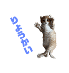 ねこだらけ ねこねこねっこ（個別スタンプ：3）