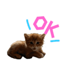 ねこだらけ ねこねこねっこ（個別スタンプ：5）