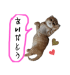 ねこだらけ ねこねこねっこ（個別スタンプ：6）