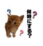 ねこだらけ ねこねこねっこ（個別スタンプ：7）