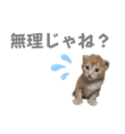 ねこだらけ ねこねこねっこ（個別スタンプ：8）
