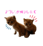 ねこだらけ ねこねこねっこ（個別スタンプ：10）