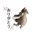 ねこだらけ ねこねこねっこ（個別スタンプ：11）