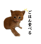 ねこだらけ ねこねこねっこ（個別スタンプ：12）
