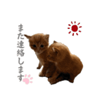 ねこだらけ ねこねこねっこ（個別スタンプ：13）