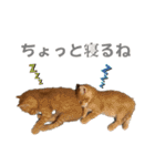 ねこだらけ ねこねこねっこ（個別スタンプ：14）