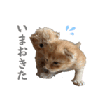ねこだらけ ねこねこねっこ（個別スタンプ：15）