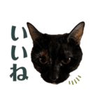 ねこだらけ ねこねこねっこ（個別スタンプ：17）