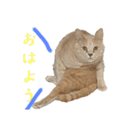ねこだらけ ねこねこねっこ（個別スタンプ：19）
