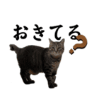 ねこだらけ ねこねこねっこ（個別スタンプ：20）