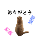 ねこだらけ ねこねこねっこ（個別スタンプ：21）