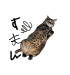 ねこだらけ ねこねこねっこ（個別スタンプ：22）