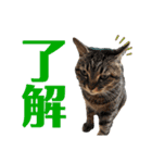 ねこだらけ ねこねこねっこ（個別スタンプ：24）