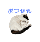ねこだらけ ねこねこねっこ（個別スタンプ：25）