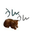 ねこだらけ ねこねこねっこ（個別スタンプ：26）