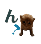 ねこだらけ ねこねこねっこ（個別スタンプ：27）