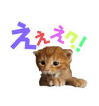 ねこだらけ ねこねこねっこ（個別スタンプ：28）
