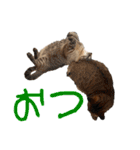 ねこだらけ ねこねこねっこ（個別スタンプ：29）
