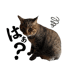 ねこだらけ ねこねこねっこ（個別スタンプ：34）