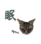 ねこだらけ ねこねこねっこ（個別スタンプ：35）