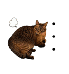 ねこだらけ ねこねこねっこ（個別スタンプ：36）
