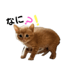 ねこだらけ ねこねこねっこ（個別スタンプ：37）