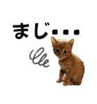ねこだらけ ねこねこねっこ（個別スタンプ：39）