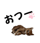 ねこだらけ ねこねこねっこ（個別スタンプ：40）