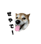 柴犬花ちゃん、もはや人間（個別スタンプ：1）