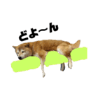 柴犬花ちゃん、もはや人間（個別スタンプ：2）